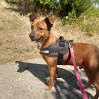 Cane piccola taglia di 3 anni, adozione