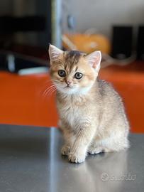 Cucciola di Scottish Straight color biscotto scuro
