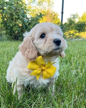 Maltipoo cuccioli