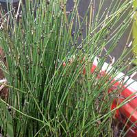 Equisetum nano