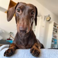 Bassotto nano per accoppiamento - toscana