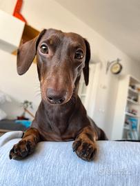 Bassotto nano per accoppiamento - toscana