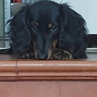 Bassotto nano a pelo lungo