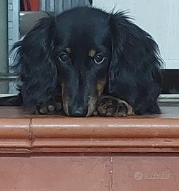 Bassotto nano a pelo lungo