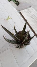 aloe aristata