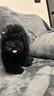 barboncino-total-black-femmina-disponibile-subito