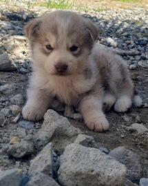 Akita inu giapponese