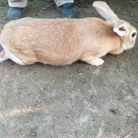 Coniglia da riproduzione