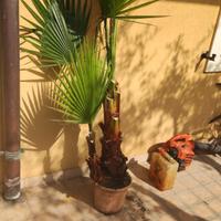 Palma messicana (Washingtonia)
