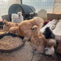 Ultimi 5 pulcini di moroseta