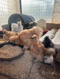 Ultimi 5 pulcini di moroseta