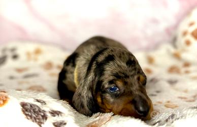 Bassotti arlecchini maschi con pedigree