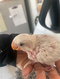 Pappagalli inseparabili allevati a mano (PA)