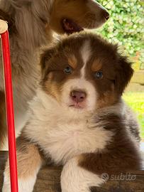 Cucciolo pastore Australiano