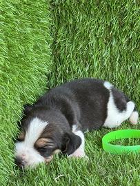 Beagle