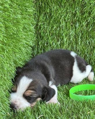 Beagle