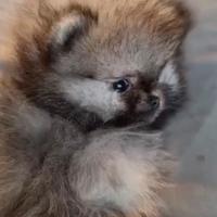 Cuccioli di volpino di Pomerania (Spitz Nano Tedes