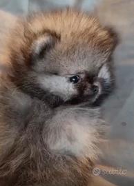 Cuccioli di volpino di Pomerania (Spitz Nano Tedes