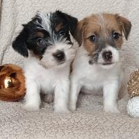 Cuccioli Jack Russell Terrier