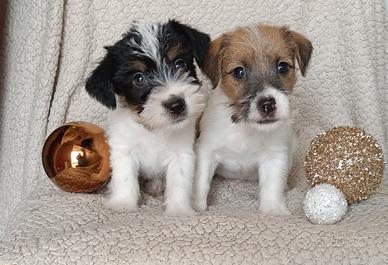 Cuccioli Jack Russell Terrier