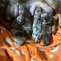 Bassotto tedesco nano kaninchen a pelo corto Enci