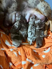 Bassotto tedesco nano kaninchen a pelo corto Enci