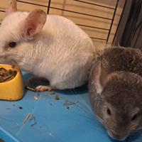 Vendita cincillà 150 più la gabbia