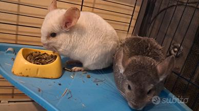 Vendita cincillà 150 più la gabbia