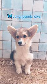 Corgi pembroke
