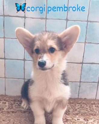 Corgi pembroke
