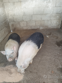 Maialini nani vietnamitai