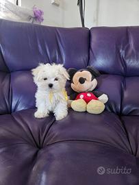 Cuccioli maltese