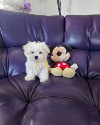 Cuccioli maltese