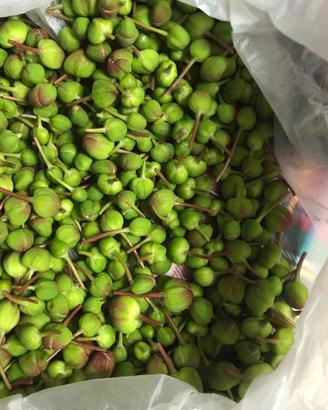 Capperi freschi e sotto sale