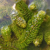 Ceratophyllum demersum pianta per laghetto