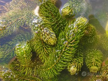 Ceratophyllum demersum pianta per laghetto