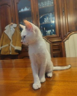 Gattina dagli occhi di ghiaccio