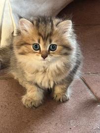 Gattini British con pedigree