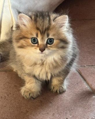 Gattini British con pedigree