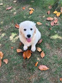 Golden Inglese di 4 mesi