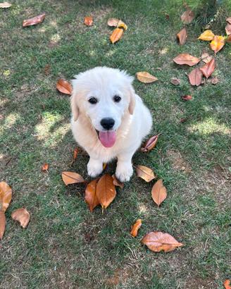Golden Inglese di 4 mesi
