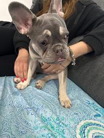 Cucciolo bulldog francese