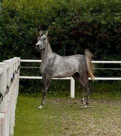 Cavallo