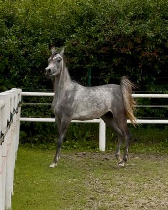 Cavallo