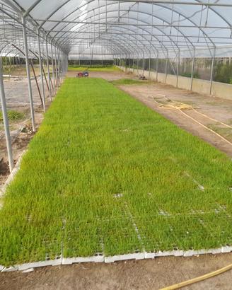 PRATO GRAMIGNONE A PIANTINE 10 MQ 