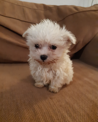 Maltese mini toy