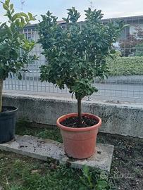  kumquat 
