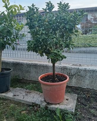  kumquat 