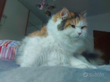 Gatto Siberiano in rehoming