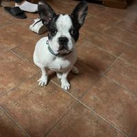 Bull dog francese